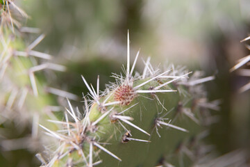 Close up of cactus growing in desert sunlight