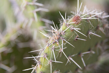 Close up of cactus growing in desert sunlight