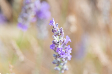 Obraz premium Lavender flowers blooming in a field on a sunny day