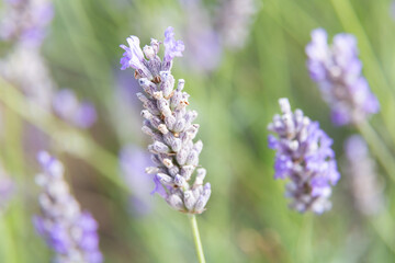 Obraz premium Lavender flowers blooming in a field on a sunny day