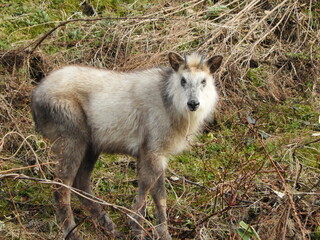 ニホンカモシカ