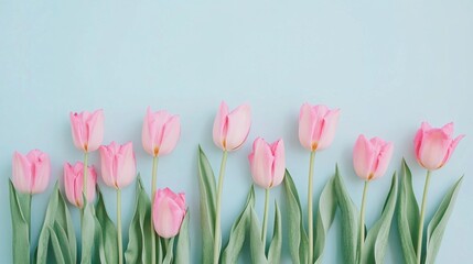 Fototapeta premium Elegant Minimalistic Flat Lay of Pink Tulips on Soft Pastel Background with Ample Copy Space for Text and Design, Perfect for Spring and Floral Themes, Stock Photography