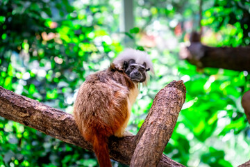 Obraz premium Cotton-backed Tamarin in a Zoo in Bavaria Germany