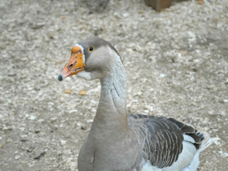 Grey and white goose stands on a wooden shavings on a farm against the background of the countryside