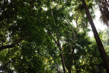 Tropical jungles of Southeast Asia