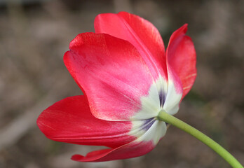 Close up of a Red Tulip with Green Stem in Indianapolis, IN, USA