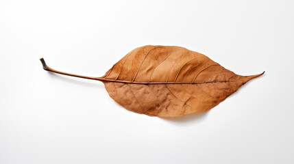 Fototapeta premium gold maple leaf in autumn on a white background