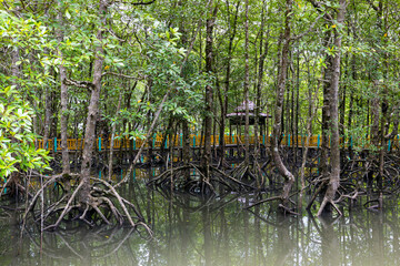 Mangroves in Kilim Geoforest Park at Pulau Langkawi, Malaysia.