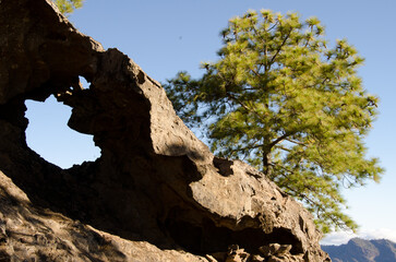 Holes in a rock and Canary Island pine Pinus canariensis. Integral Natural Reserve of Inagua. Tejeda. Gran Canaria. Canary Islands. Spain.