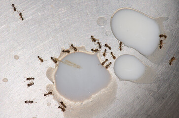 Ants Tetramorium bicarinatum feeding on drops of spilled milk. Cruz de Pajonales. Tejeda. Gran Canaria. Canary Islands. Spain.