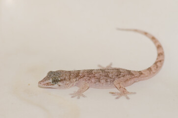 Naklejka premium Boettger's wall gecko Tarentola boettgeri boettgeri. Cruz de Pajonales. Tejeda. Gran Canaria. Canary Islands. Spain.
