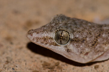 Head of a Boettger's wall gecko Tarentola boettgeri boettgeri. Cruz de Pajonales. Tejeda. Gran Canaria. Canary Islands. Spain.