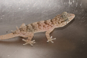 Boettger's wall gecko Tarentola boettgeri boettgeri. Juvenile trapped in a kitchen sink. Cruz de Pajonales. Tejeda. Gran Canaria. Canary Islands. Spain.