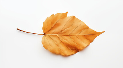a dried gold color  leaf in autumn on a white background 