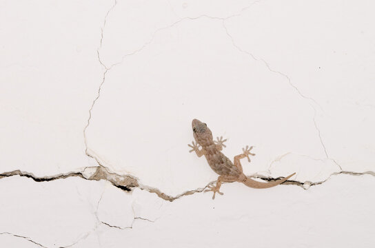 Boettger's wall gecko Tarentola boettgeri boettgeri. Cruz de Pajonales. Tejeda. Gran Canaria. Canary Islands. Spain.