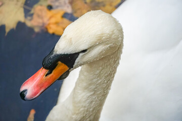 Beautiful white swan swimming peacefully on a pond covered with colorful autumn leaves, creating a serene and picturesque scene