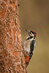 Great spotted woodpecker Dendrocopos major thanneri. Juvenile with traces of sawdust in its beak. Inagua. Gran Canaria. Canary Islands. Spain.