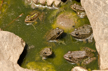 Perez's frogs Pelophylax perezi. Integral Natural Reserve of Inagua. Tejeda. Gran Canaria. Canary Islands. Spain.
