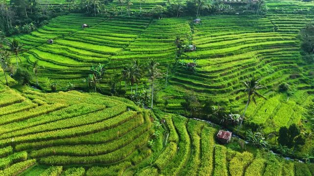 Landscape view of Jatiluwih Rice Terraces in Penebel District, Tabanan Regency, Bali, Indonesia. UNESCO's world's cultural heritage site