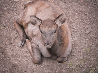 Obraz premium Young female deer calf peacefully resting in a zoo enclosure, showcasing its soft coat and gentle demeanor. Wildlife park sanctuary for endangered species.
