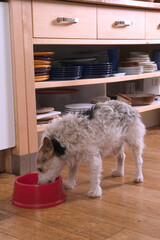 Alimentation du chien