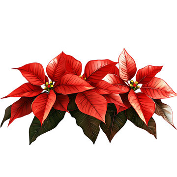 red poinsettia plant on white background clip art preview