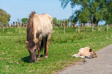 A heartwarming sight: a sleepy, adorable newborn konik pony rests alongside its mother, peacefully grazing on lush Dutch grass in the serene beauty of a national park. © TTStock Photography