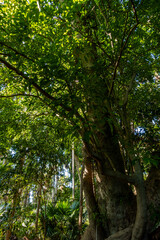 Fototapeta premium The Chanod or Chanot Tree is a gigantic palm-like tree found at Wat Kham Chanot in Wang Nakhin, believed to be the dwelling of the great Sri Suttho Naga and a significant Buddhist site in the Issan re