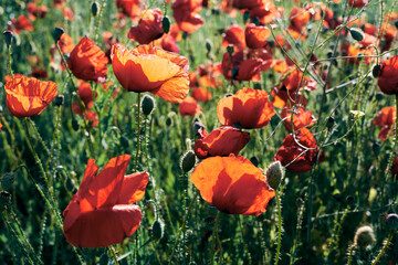 Obraz premium Vibrant red poppy flowers bloom in a sunlit green field