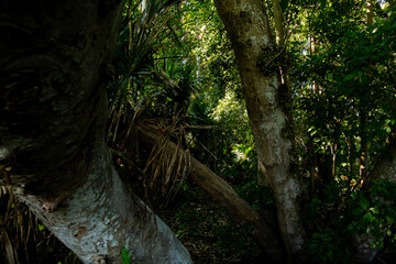 The Chanod or Chanot Tree is a gigantic palm-like tree found at Wat Kham Chanot in Wang Nakhin, believed to be the dwelling of the great Sri Suttho Naga and a significant Buddhist site in the Issan re