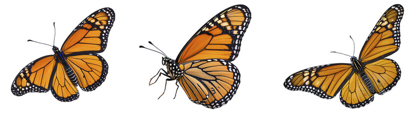 Set of a butterflies with black and orange wings on a transparent background