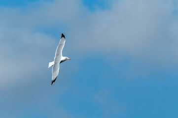 Yellow-legged Gull (Larus michahellis) flying on a turn