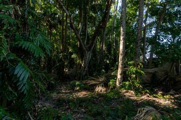 The Chanod or Chanot Tree is a gigantic palm-like tree found at Wat Kham Chanot in Wang Nakhin, believed to be the dwelling of the great Sri Suttho Naga and a significant Buddhist site in the Issan re