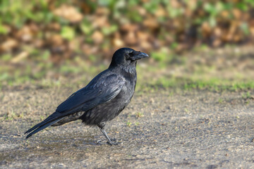 Full length portrait of a  carrion crow ( Corvus corone) on a park path