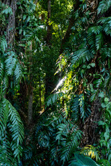 The Chanod or Chanot Tree is a gigantic palm-like tree found at Wat Kham Chanot in Wang Nakhin, believed to be the dwelling of the great Sri Suttho Naga and a significant Buddhist site in the Issan re