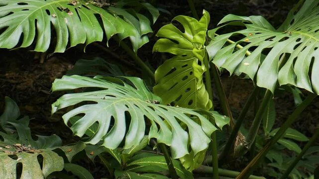 Lush monstera leaves Monstera deliciosa with vibrant green hues in a tropical forest setting. Abstract nature background