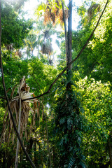 Fototapeta premium The Chanod or Chanot Tree is a gigantic palm-like tree found at Wat Kham Chanot in Wang Nakhin, believed to be the dwelling of the great Sri Suttho Naga and a significant Buddhist site in the Issan re