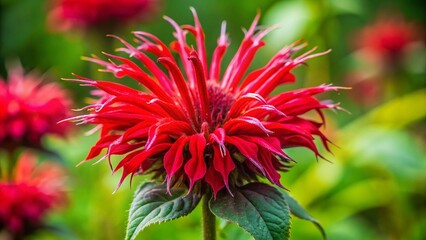 Vibrant Red Monarda Flower Macro, Garden Bloom, Close-up Photography