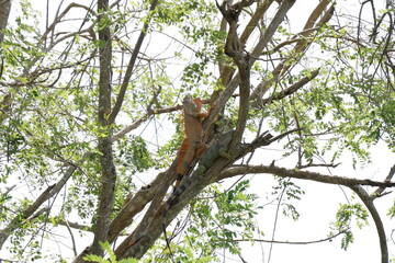 Orange male Iguana is perched on branch above, raising his wattles to make it look bigger than it actually is, impress female green iguana perched on branch below. Iguana iguana to courting each other