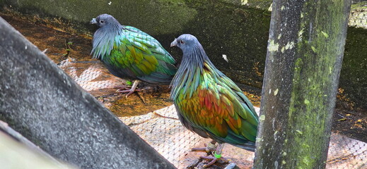 The Nicobar pigeon or Nicobar dove (Caloenas nicobarica) has large body but a small head and a bumpy nose. The body feathers are greenish-gray, white tail feathers. coloration used to attract females. © Vanchuree