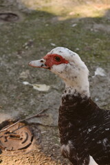 The Muscovy duck looks ahead