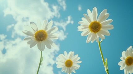 Low angle view of three daisies against a bright blue sky.