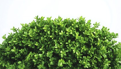Obraz premium Aerial perspective of a green bush, emphasizing the lush foliage with high detail against a white backdrop.