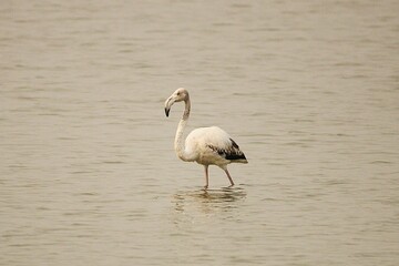 Greater Flamingo