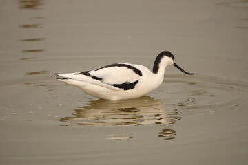 Pied Avocet in water