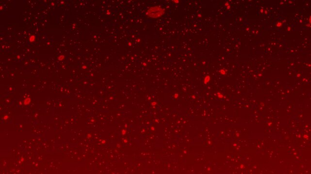 Kisses flying up on a red background. Valentine's Day Background Animation.