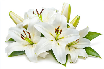 Fototapeta premium Beautiful flowers close-up