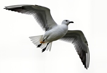 Majestic seagull soars freely in air. Bird spreads elegant wings gracefully against white sky. Wildlife photo captures animal beauty in flight. Seabird demonstrates vitality, freedom. Nature scene