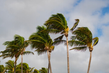Tropical windy weather with palm tree. Storm wind. Exotic nature. Palm tree on windy weather....