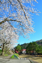 道の駅胎内の桜（新潟県）